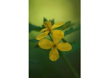 Schöllkraut (Chelidonium majus) - © Emanuel Trummer